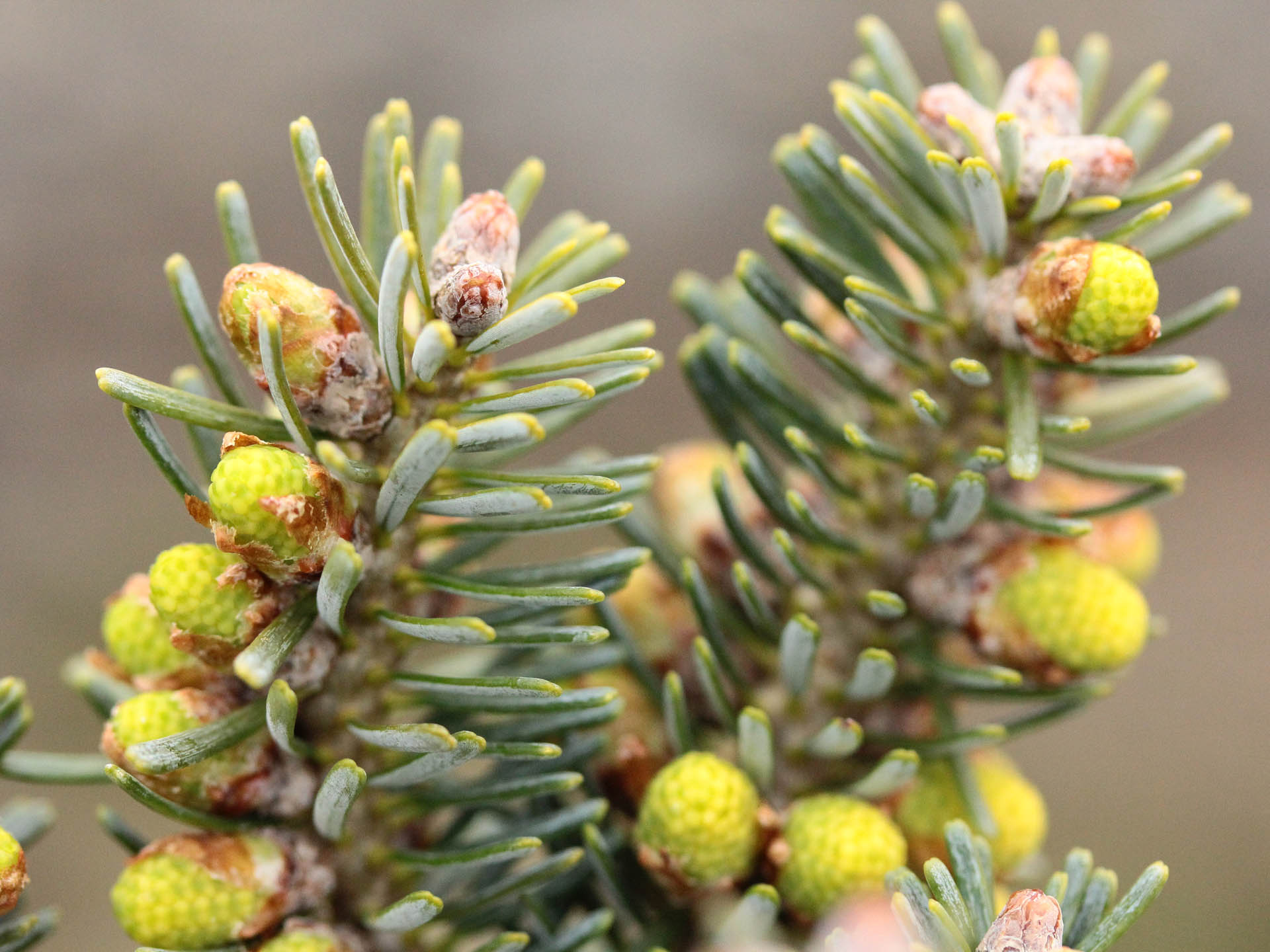Abies koreana 